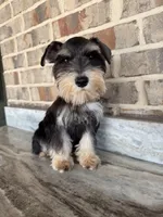 He-Man, a male Miniature Schnauzer for sale in Houston, TX – 3 of 5