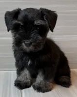 Bella, a female Miniature Schnauzer for sale in Houston, TX – 2 of 8
