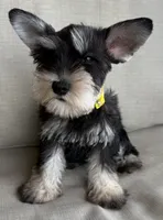 Ralphie, a male Miniature Schnauzer for sale in Houston, TX – 2 of 5