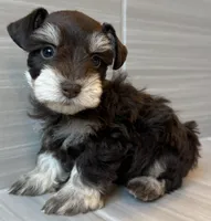 Cosmo, a male Miniature Schnauzer for sale in Houston, TX – 4 of 9