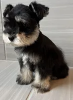 Pablo, a male Miniature Schnauzer for sale in Houston, TX – 3 of 8