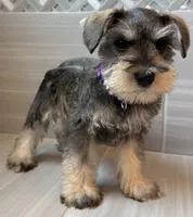 Betty, a female Miniature Schnauzer for sale in Houston, TX – 5 of 7