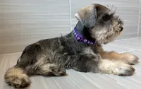 Betty, a female Miniature Schnauzer for sale in Houston, TX – 2 of 7