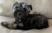 Jessie, a female Miniature Schnauzer for sale in Houston, TX – 6 of 10