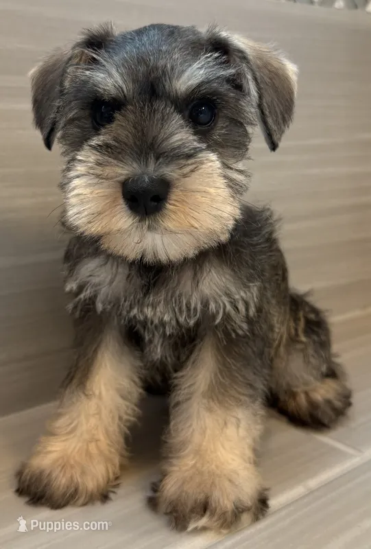 Betty – Miniature Schnauzer puppy for sale in Houston, TX