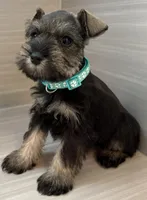 Trixie, a female Miniature Schnauzer for sale in Houston, TX – 1 of 6