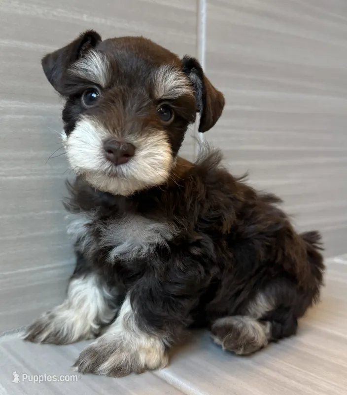 Comet – Miniature Schnauzer puppy for sale in Houston, TX