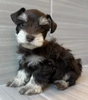 Comet, a male Miniature Schnauzer for sale in Houston, TX – 1 of 9