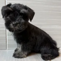 Bo Peep, a female Miniature Schnauzer for sale in Houston, TX – 6 of 10