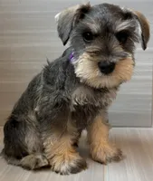 Harmony, a female Miniature Schnauzer for sale in Houston, TX – 2 of 10