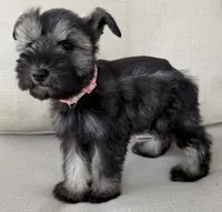 Barbie, a female Miniature Schnauzer for sale in Houston, TX – 6 of 6