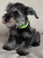 Robbie, a male Miniature Schnauzer for sale in Houston, TX – 3 of 5