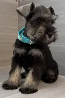 Trixie, a female Miniature Schnauzer for sale in Houston, TX – 4 of 6