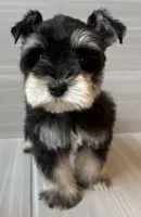 Pablo, a male Miniature Schnauzer for sale in Houston, TX – 7 of 8
