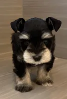 Apollo, a male Miniature Schnauzer for sale in Houston, TX – 4 of 7