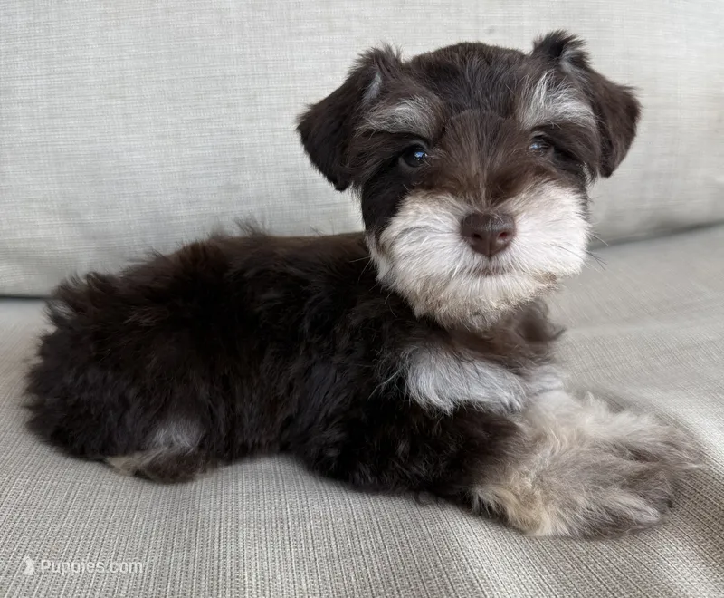 Comet – Miniature Schnauzer puppy for sale in Houston, TX