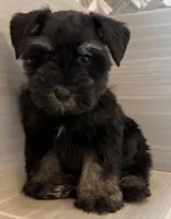 Bella, a female Miniature Schnauzer for sale in Houston, TX – 7 of 8