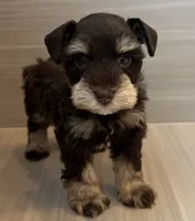 Cosmo, a male Miniature Schnauzer for sale in Houston, TX – 3 of 9