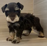 Cosmo, a male Miniature Schnauzer for sale in Houston, TX – 5 of 9