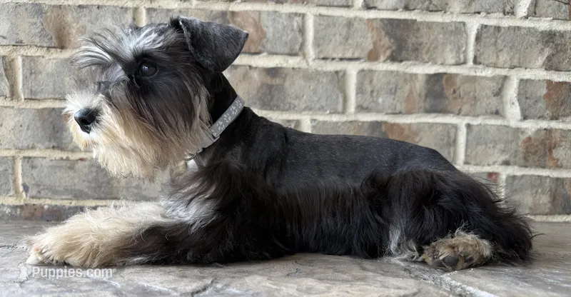 McGee – Miniature Schnauzer puppy for sale in Houston, TX