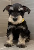 Woody, a male Miniature Schnauzer for sale in Houston, TX – 2 of 6