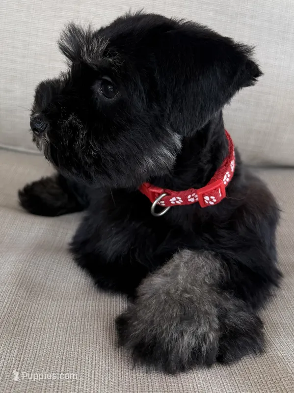 Bo Peep – Miniature Schnauzer puppy for sale in Houston, TX