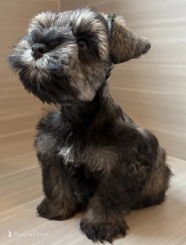 Maverick – Miniature Schnauzer puppy for sale in Houston, TX
