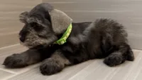 Buzz, a male Miniature Schnauzer for sale in Houston, TX – 2 of 8