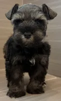 Maverick, a male Miniature Schnauzer for sale in Houston, TX – 3 of 7