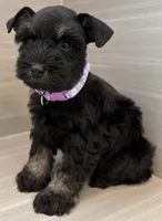 Bonnie, a female Miniature Schnauzer for sale in Houston, TX – 2 of 7