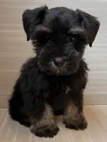 Bella, a female Miniature Schnauzer for sale in Houston, TX – 6 of 8
