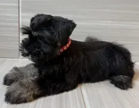 Bella, a female Miniature Schnauzer for sale in Houston, TX – 5 of 8