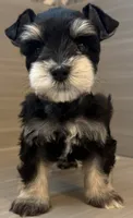 Apollo, a male Miniature Schnauzer for sale in Houston, TX – 2 of 7