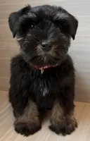 Bella, a female Miniature Schnauzer for sale in Houston, TX – 4 of 8