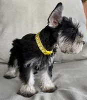 Ralphie, a male Miniature Schnauzer for sale in Houston, TX – 3 of 5