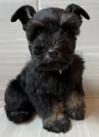 Beyonce, a female Miniature Schnauzer for sale in Houston, TX – 6 of 6