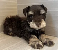 Comet, a male Miniature Schnauzer for sale in Houston, TX – 6 of 9