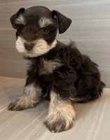 Comet, a male Miniature Schnauzer for sale in Houston, TX – 8 of 9