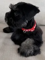 Bella, a female Miniature Schnauzer for sale in Houston, TX – 8 of 8
