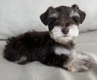 Paco, a male Miniature Schnauzer for sale in Houston, TX – 8 of 10