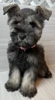 Jessie, a female Miniature Schnauzer for sale in Houston, TX – 10 of 10