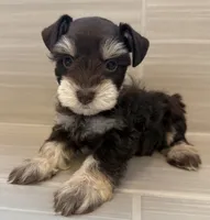 Comet, a male Miniature Schnauzer for sale in Houston, TX – 7 of 9