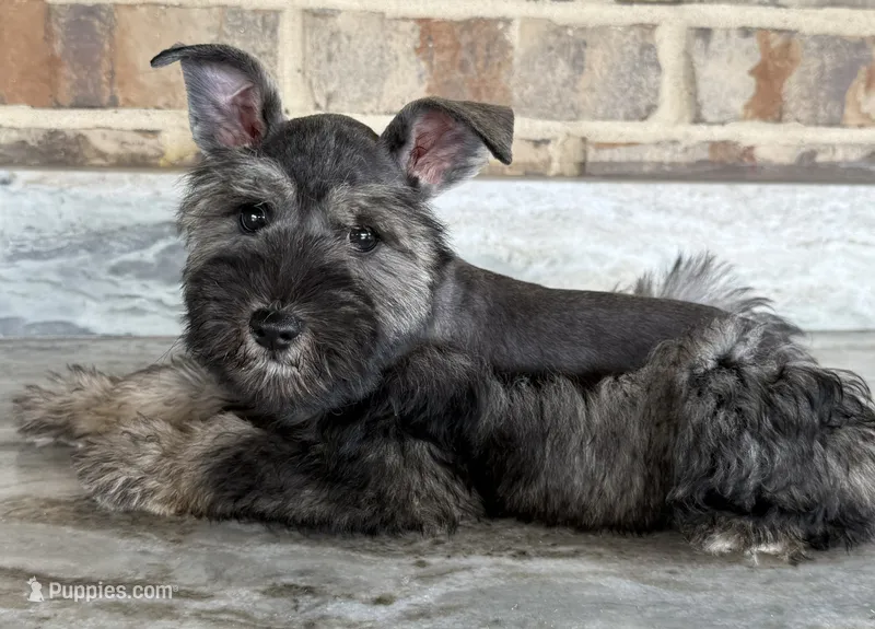 Barbie – Miniature Schnauzer puppy for sale in Houston, TX