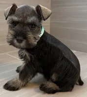 Trixie, a female Miniature Schnauzer for sale in Houston, TX – 5 of 6