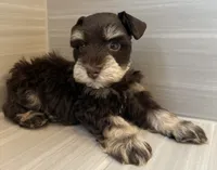 Comet, a male Miniature Schnauzer for sale in Houston, TX – 4 of 9