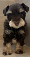 Comet, a male Miniature Schnauzer for sale in Houston, TX – 3 of 9