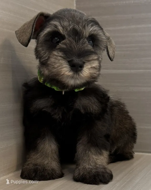 Buzz – Miniature Schnauzer puppy for sale in Houston, TX