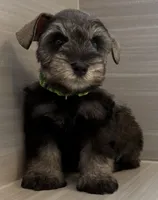 Buzz, a male Miniature Schnauzer for sale in Houston, TX – 1 of 8