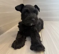 Orion, a male Miniature Schnauzer for sale in Houston, TX – 2 of 8