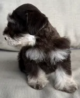 Paco, a male Miniature Schnauzer for sale in Houston, TX – 5 of 10